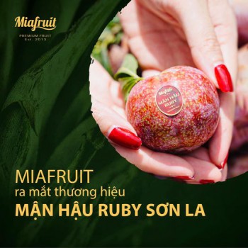 Mận hậu Ruby Sơn La - Hương sắc nơi thung lũng Nà Ka