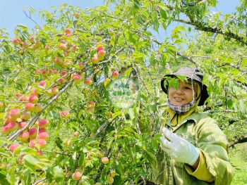 Mơ tươi Mộc Châu 2025