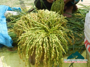 Gạo cốm Tây Bắc (Khảu Hang)