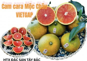 Cam Cara Úc Mộc Châu (ruột đỏ)