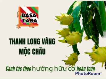 Thanh long vàng Mộc Châu, Sơn La (hữu cơ)