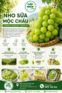 Nho sữa Mộc Châu - giống Hàn - trồng tại Mộc Châu