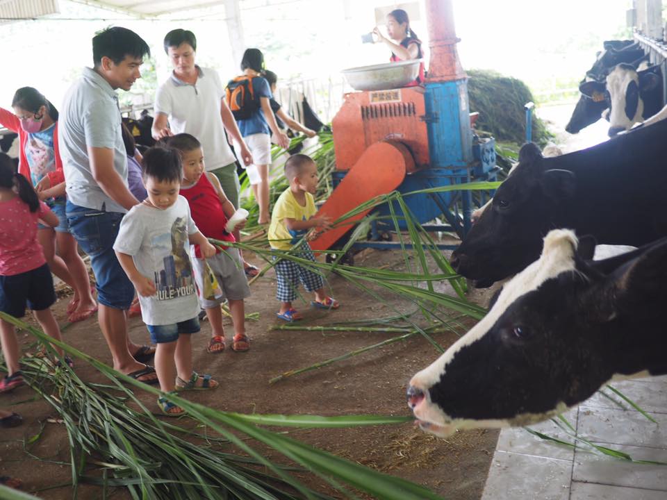 Chăm sóc bò sữa Mộc Châu