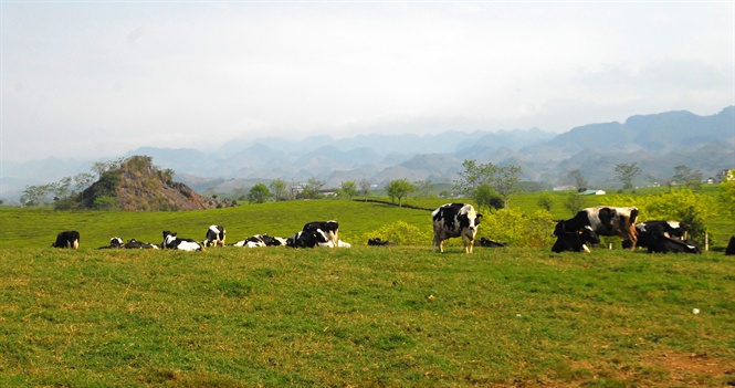 Bò sữa ở Mộc Châu