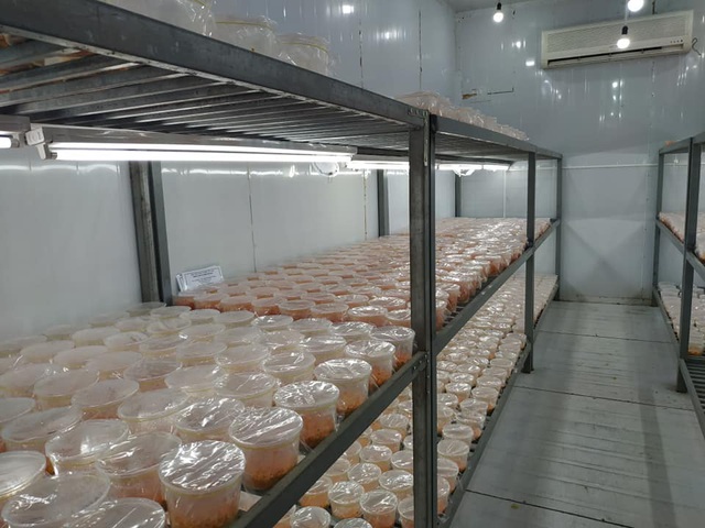 Chuyên gia giải đáp những thắc mắc về Đông trùng hạ thảo: Rất tốt nhưng không phải thần dược! - 5 Chuyên gia giải đáp những thắc mắc về Đông trùng hạ thảo: Rất tốt nhưng không phải thần dược! - 5