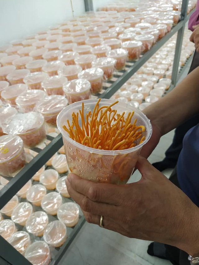 Chuyên gia giải đáp những thắc mắc về Đông trùng hạ thảo: Rất tốt nhưng không phải thần dược! - 7 Chuyên gia giải đáp những thắc mắc về Đông trùng hạ thảo: Rất tốt nhưng không phải thần dược! - 7