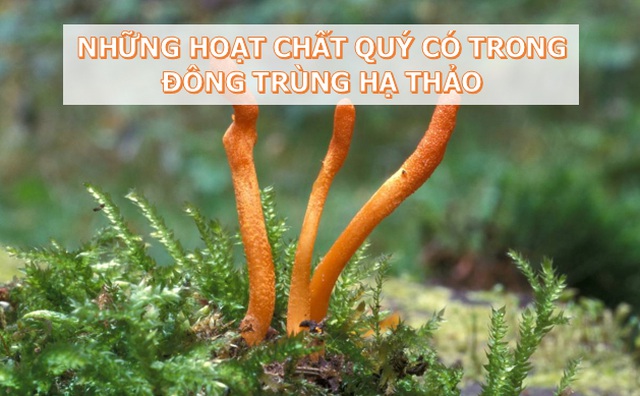 Chuyên gia giải đáp những thắc mắc về Đông trùng hạ thảo: Rất tốt nhưng không phải thần dược! - 6 Chuyên gia giải đáp những thắc mắc về Đông trùng hạ thảo: Rất tốt nhưng không phải thần dược! - 6