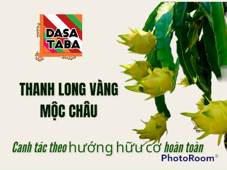 thanh long vang moc chau (2)