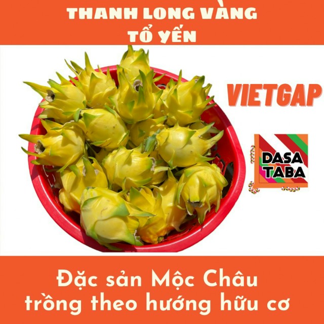 thanh long vang moc chau (6)