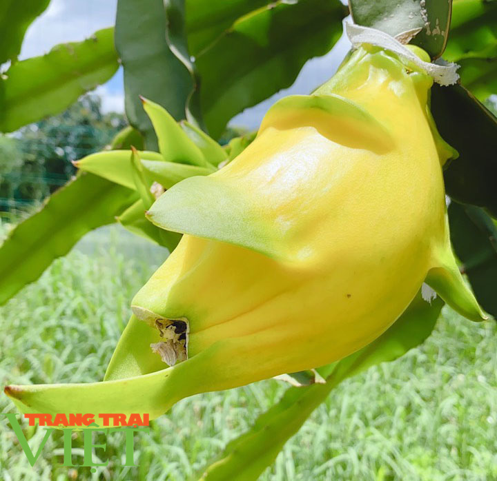 Nông dân Sơn La: Trồng cây cho trái vàng tươi, thu về vàng thật - Ảnh 6. thanh long vang moc chau 2