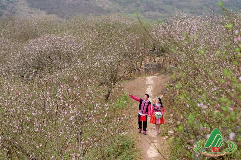 hoa dao long luong van ho (8)