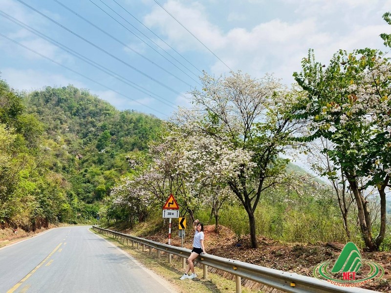 Hoa ban Mộc Châu tháng 3