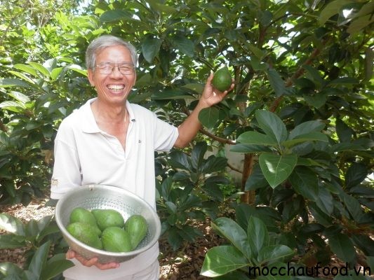 Bơ Mộc Châu vừa ngon vừa cho năng suất cao Bơ Mộc Châu vừa ngon vừa cho năng suất cao