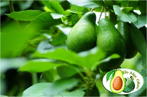 bơ nếp